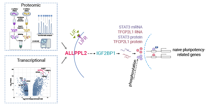 ALPG: a Germ Cell-Associated Alkaline Phosphatase (ALP), a Highly Specific Cell Surface Antigen in Cancers!