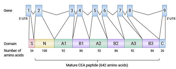 CEACAM5: A Promising Member of CEACAM Family, A Potential Target for ADC Drug Research!