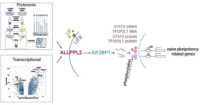 The mechanisms of ALPG in maintenance and establishment of Naïve pluripotency