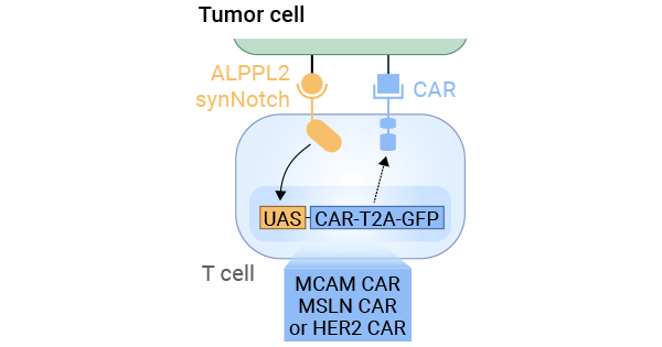 The mechanisms of ALPG SynNotch CAR Circuit T Cells in tumors