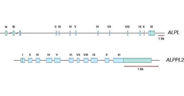 ALPG structure