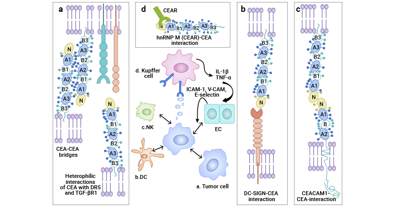 The mechanisms of CEACAM5 in tumors