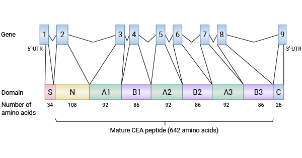 Structure of CEACAM5