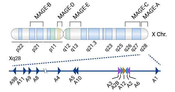 The MAGE-As subfamily mainly resides on the X chromosome's q28 region