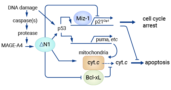 MAGE-A4 partially binds with Miz-1, activating P53-dependent and independent mechanisms