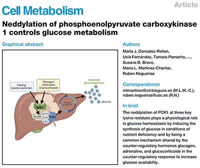 Neddylation of phosphoenolpyruvate carboxykinase 1 controls glucose metabolism