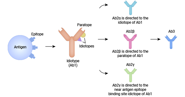 The idiotype network theory of Ab1-Ab2-Ab3