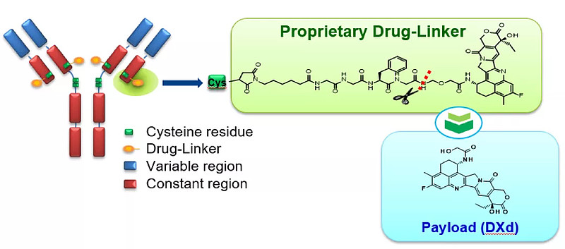 Anti-Payload Antibody DXD: A Highly Potent Tool for ADCs Pharmacokinetic (PK) Analysis!