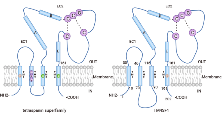 TM4SF1: a Member of the Transmembrane-4-Superfamily (L6), a New Vascular Therapeutic Target?