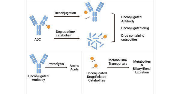 the theoretical ADC elimination pathways