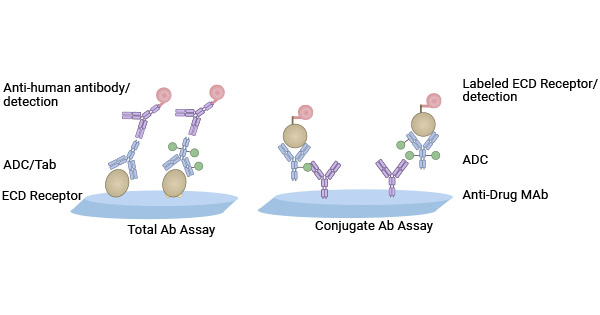 ELISA Assay for Total Ab and Conjugate Ab