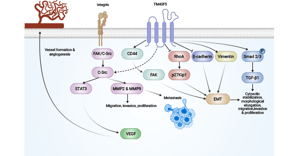 The mechanisms of TM4SF1-related anti-tumor angiogenesis