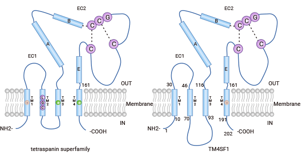 TM4SF1 structure