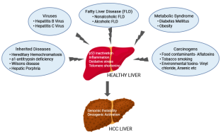 What Essential Biological Knowledge is Needed for Hepatocellular Carcinoma Research?