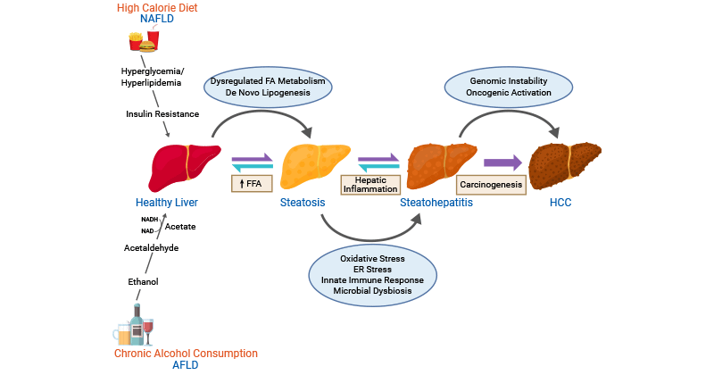 Molecular mechanisms involved in AFLD- and NAFLD-associated HCC