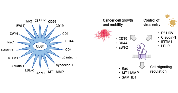 The mechanisms associated with CD81 and viral infection