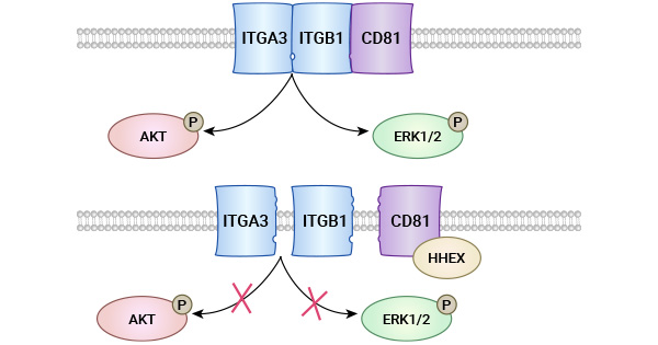 CD81 and tumor-related mechanisms