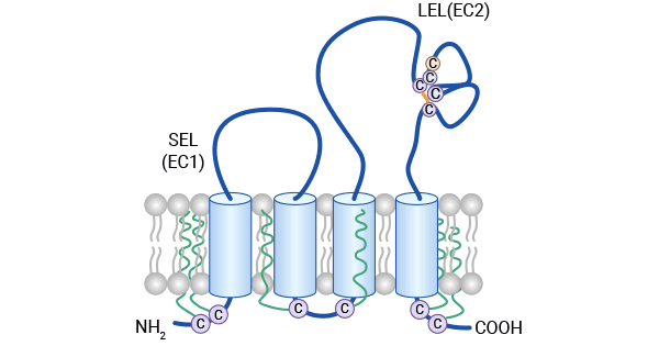 The structure of CD81