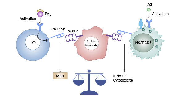 The binding of CRTAM to Necl-2 triggers different effects