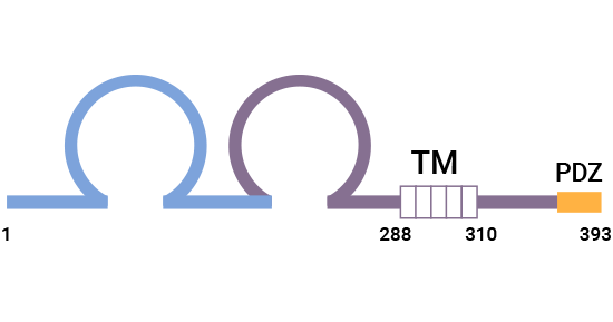 CRTAM structure