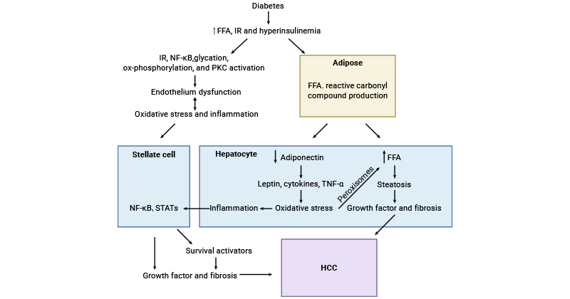 Brief illustration of HCC development in diabetes