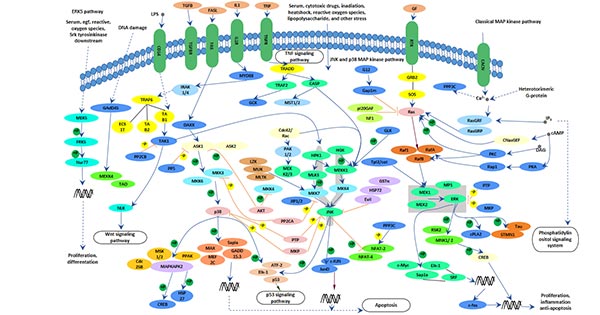 MAPK Signaling Pathway