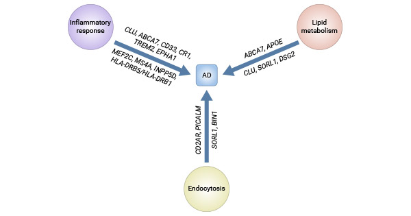 Major pathways involved in AD and affected genes