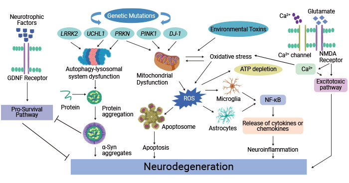 Molecular mechanism involved in the pathophysiology of Parkinson's disease