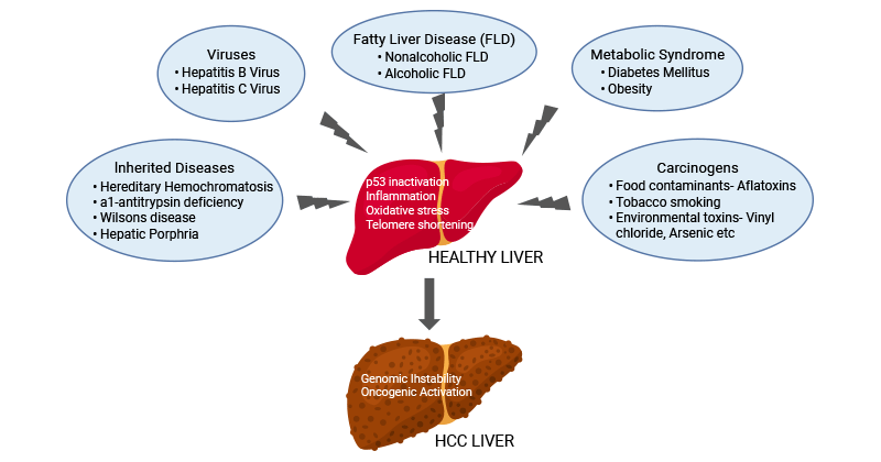 The etiology of HCC