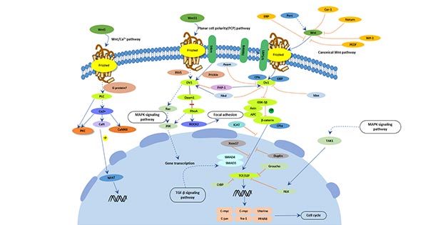 Wnt signaling pathway