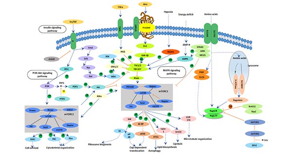 mTOR signaling pathway