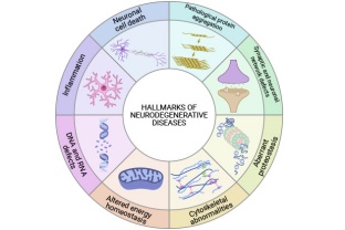 Exploring Neurodegeneration: A Comprehensive Guide for Researchers