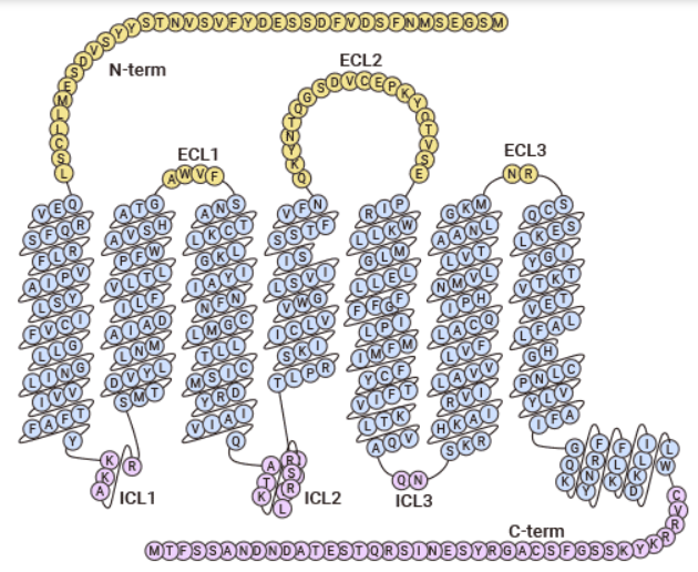 Chemokine Receptor CCR6: the Specific Receptor for CCL20, a Potential Target for Drug Research in Inflammatory Diseases and Gastrointestinal Cancer!