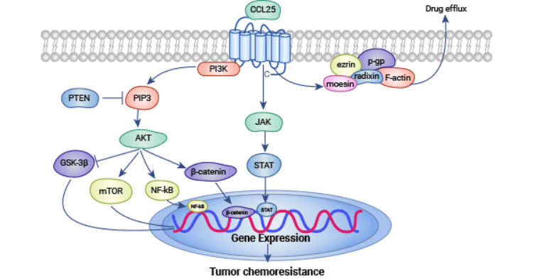 CCR9: A Member of the Chemokine Receptor Family, an Emerging Target for Numerous Tumor Researches!