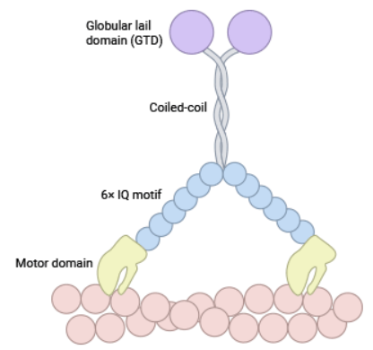 Myosin Regulatory Light Chains (MYL12A and MYL12B): the New Functional Ligands for CD69, Potential Targets for Cardiac Disease or Tumors Research?