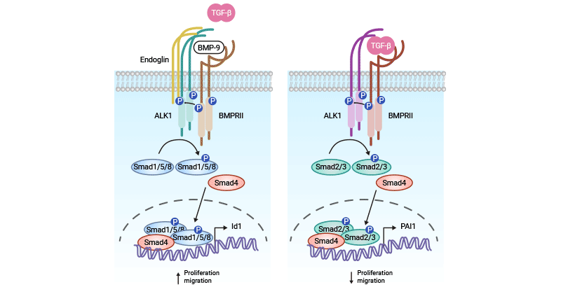 ACVRL1-related signaling pathways