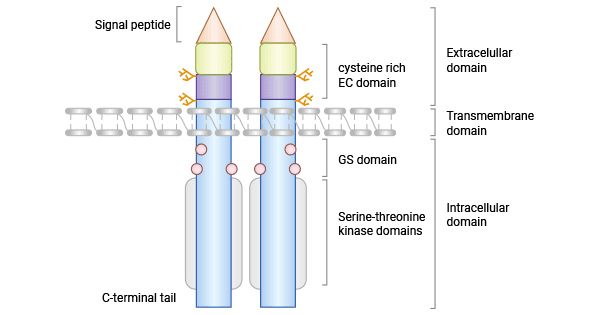 The structure of ACVRL1/ALK1