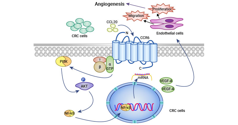 CCR6 Promotes Tumor Angiogenesis