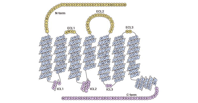 The topology diagram of CCR6