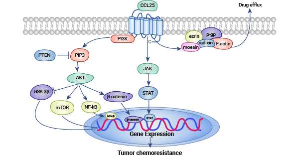 CCR9/CCL25 and PI3K/AKT signaling pathways
