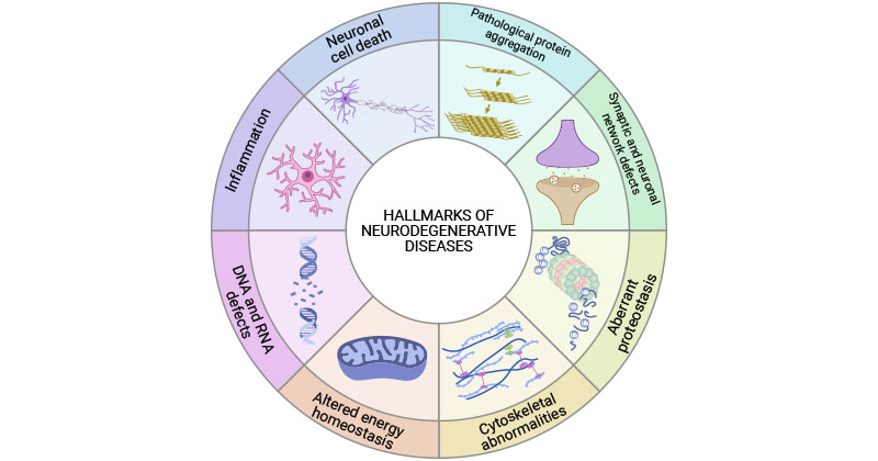 Common hallmarks of neurodegenerative diseases