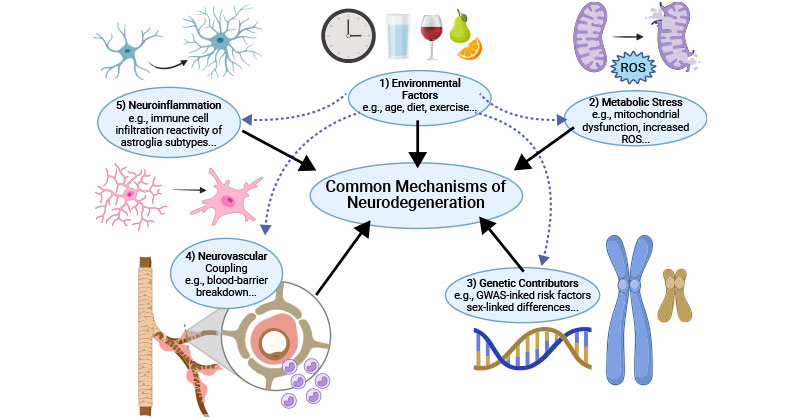 Common mechanisms of neurodegeneration