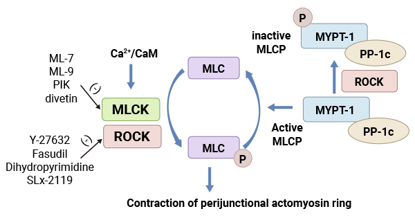 Myosin light chain kinase system (MLCK)