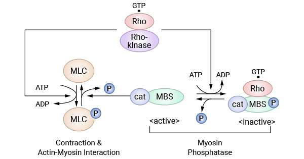 Rho kinase system