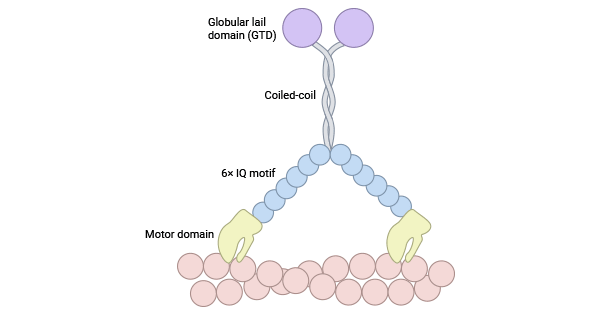Myosin II structure