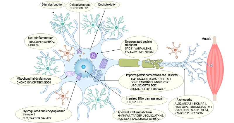 Pathogenesis of ALS
