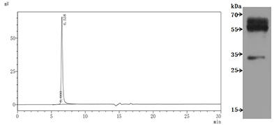 High Purity Validated by SDS-PAGE and SEC-HPLC