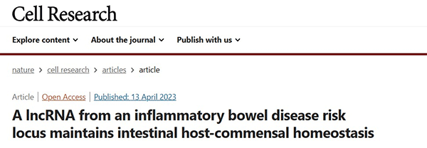 A lncRNA from an inflammatory bowel disease risk locus maintains intestinal host-commensal homeostasis