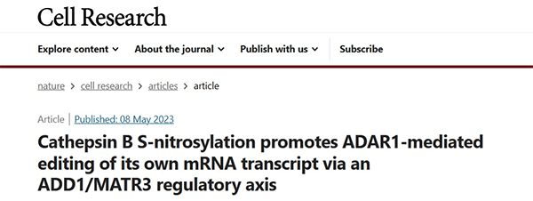 Cathepsin B S-nitrosylation promotes ADAR1-mediated editing of its own mRNA transcript via an ADD1/MATR3 regulatory axis