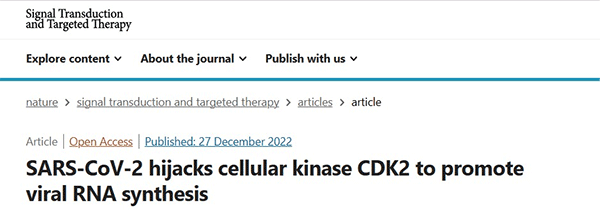 SARS-CoV-2 hijacks cellular kinase CDK2 to promote viral RNA synthesis